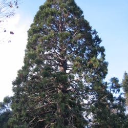 B34 Seqoiadendron giganteum