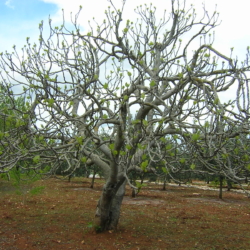 5. Ficus carica ‘Brown Turkey’ (meerstammig)
