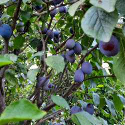 3. Prunus domestica ‘Bleue de Belgique’