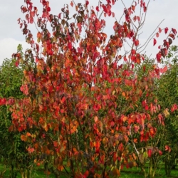 20. Prunus sargentii ‘Charles Sargent’