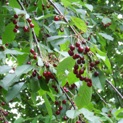 9. Prunus avium ‘Regina’ (Kers)