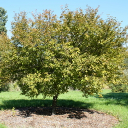 32. Prunus incisa