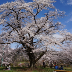 61. Prunus xyedoensis ‘Akebono’ (Sierkers)