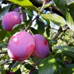 8. Prunus domestica ‘Reine Victoria’