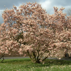 49. Magnolia soulangeana