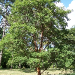 34. Acer griseum (meerstammig)