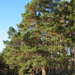 58. Pinus sylvestris ‘Watereri’