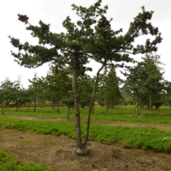 56. Pinus parviflora ‘Glauca’