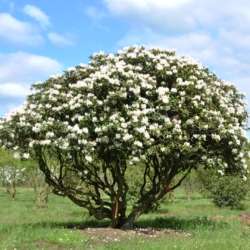 65, Rhodos Cunningham White, Dagmar en Dufthecke (Rhododendron)